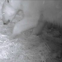 Polar Bear cub is one month old 